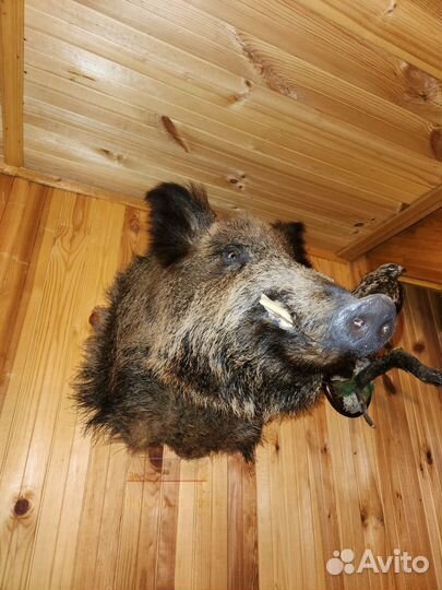 Чучело кабана