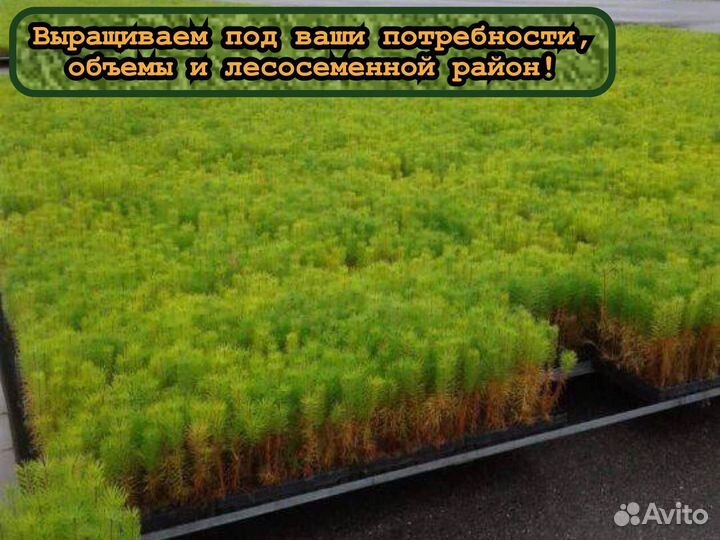 Сеянцы ели и сосны зкс