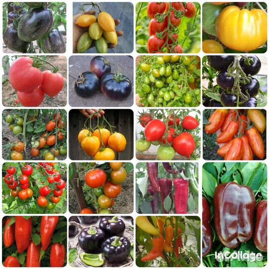 Семена коллекционных томатов и перцев