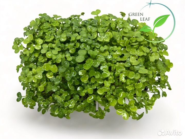 Микрозелень 