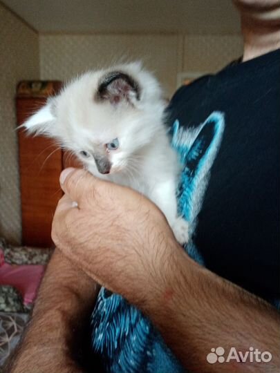 Отдам бесплатно