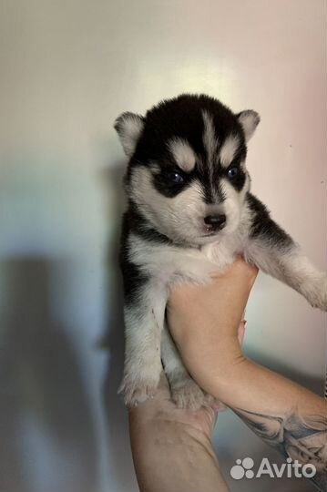 Продаю щенков хаски