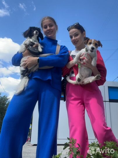 Кинолог,Передержка собак, выгул, дрессировка