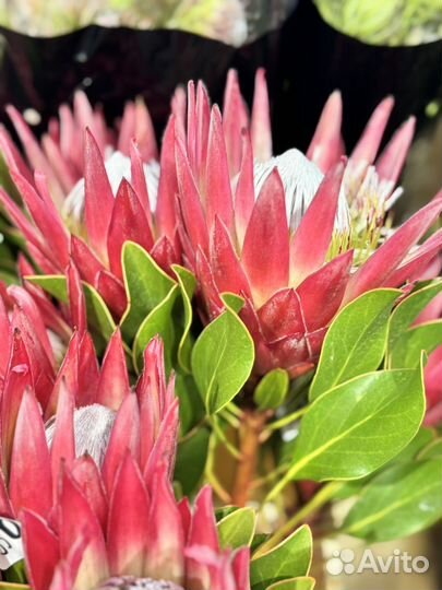 Протея букет