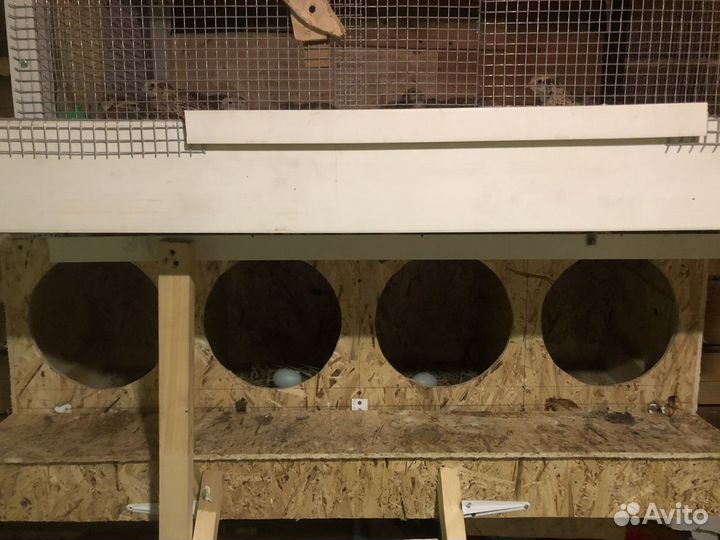 Гнездо для кур с яйцесборником