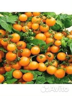 Рассада балконных томатов