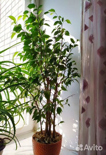 Фикус бенджамин и алоэ