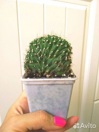 Кактусы и суккуленты