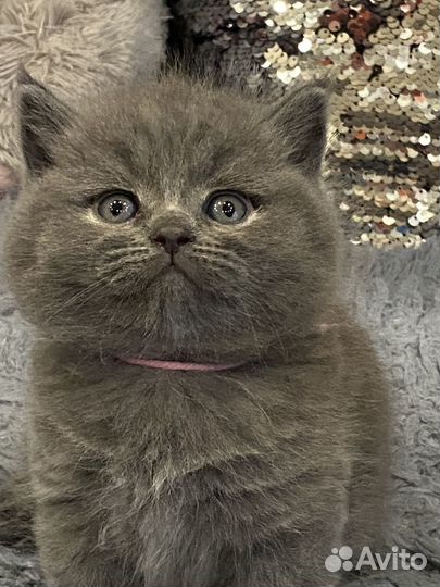 Британские котята