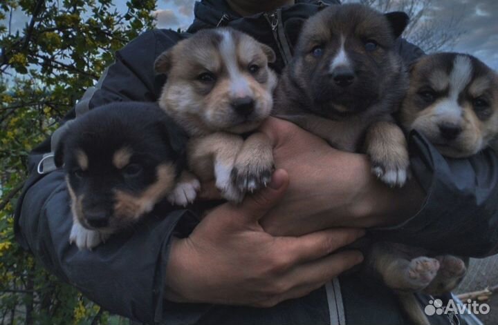 Щенки хаски