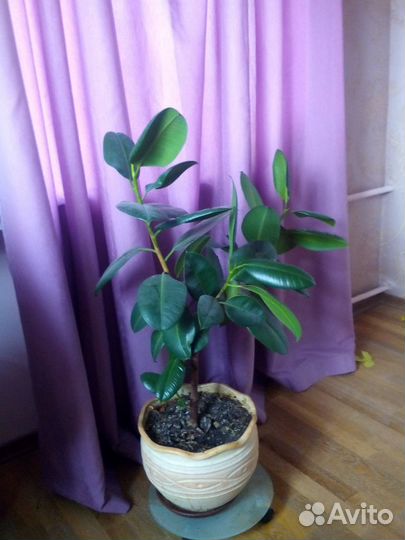 Шикарные растения для зимнего сада