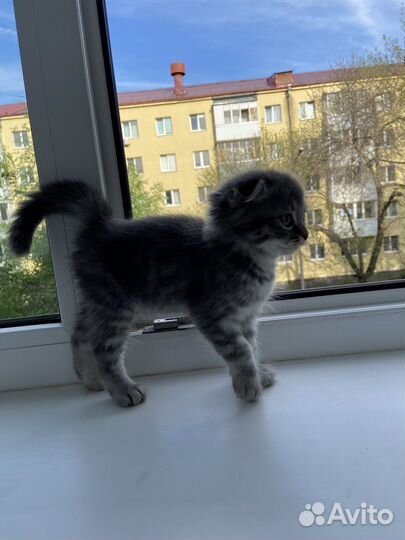 Кошки вислоухие