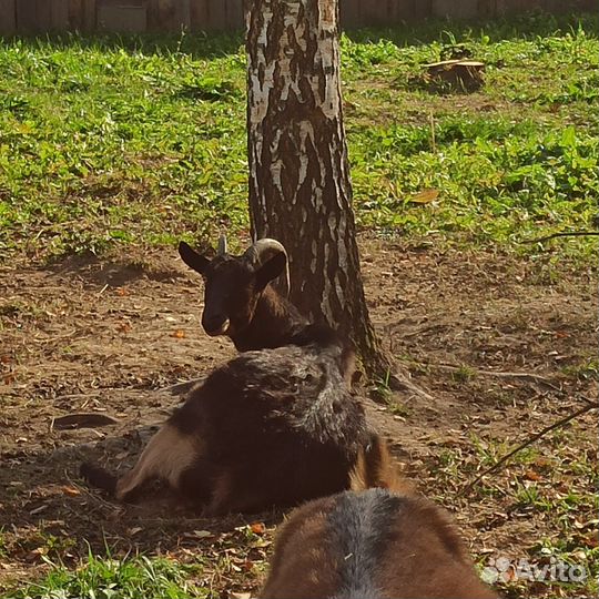 Козы козлята