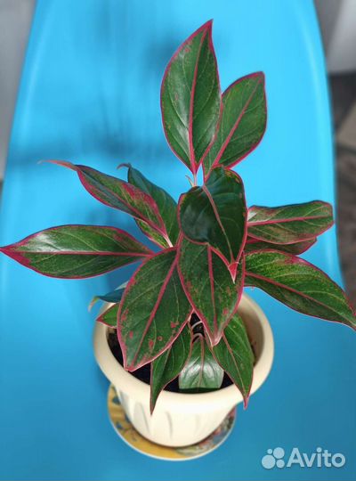 Аглаонема крит