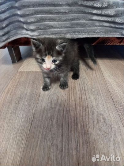 Котенок девочка в добрые руки