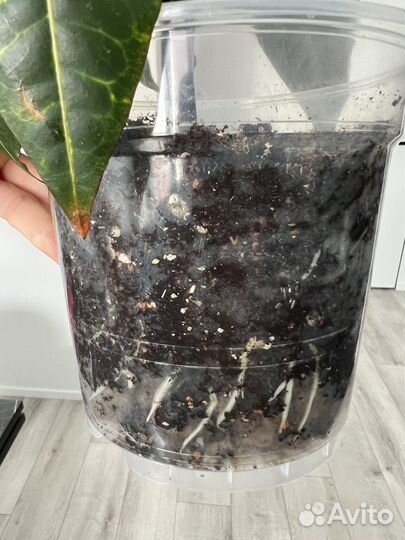 Кодиеум кротон