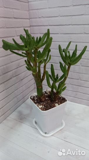 Крассула хоббит