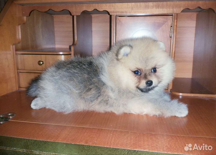 Мишка девочка Померанский Шпиц