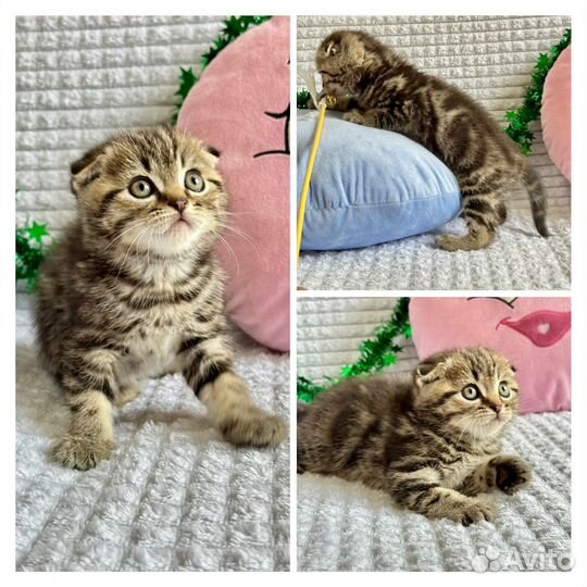 Шотладские вислоухие и прямоухие котята