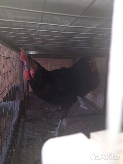 Петухи Синь Синь Дянь