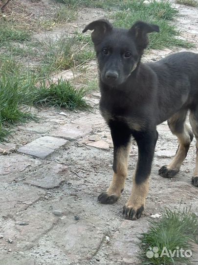 Немецкая овчарка девочка