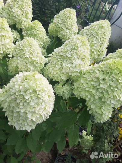 Гортензия Лаймлайт