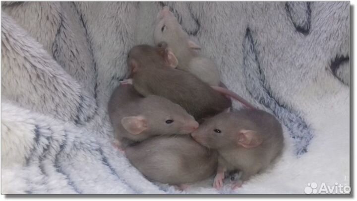 Крысята Дамбо. Крысы шоколадки