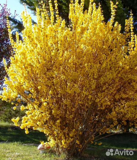 Форзиция, спирея,рябинник