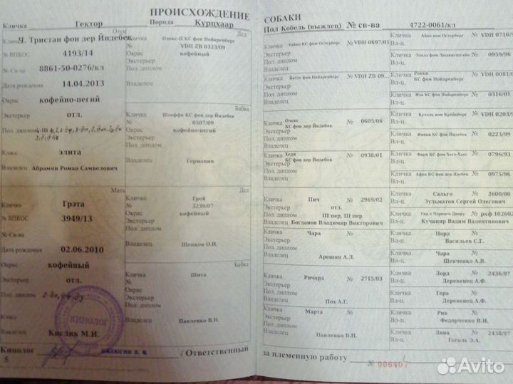 Вязка курцхаар