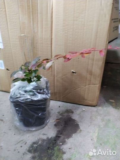 Барбарис тунберга