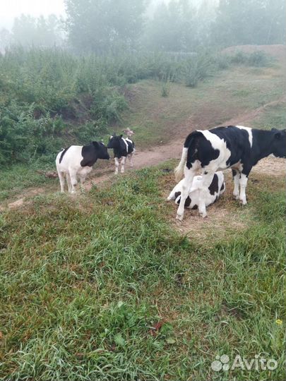 Телята и коровы