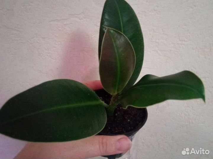 Замиокулькас, фикус каучуконосный