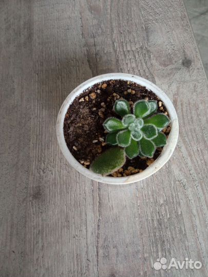 Эхеверия щетинистая, суккулент