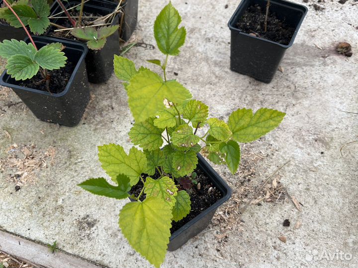 Шелковица белая медовая