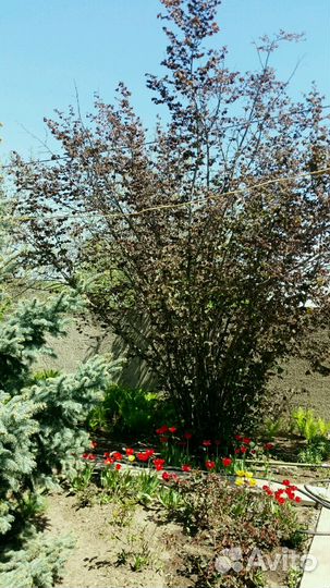 Саженцы кизил,ежевика,фундук,орех,жасмин, виноград