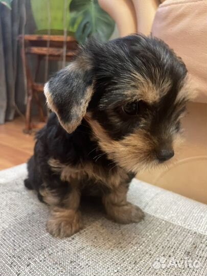 Йоркширский терьер