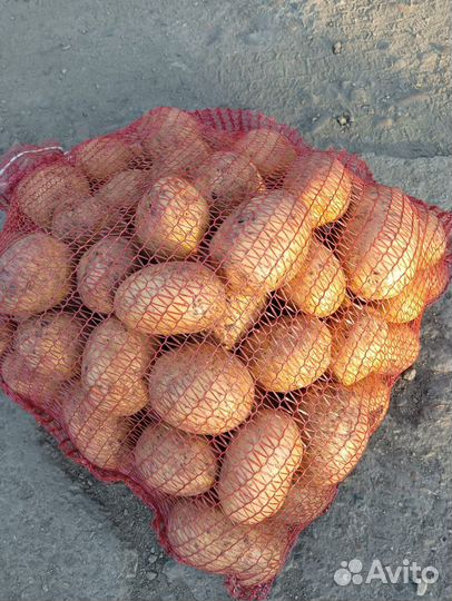 Картофель, Капуста