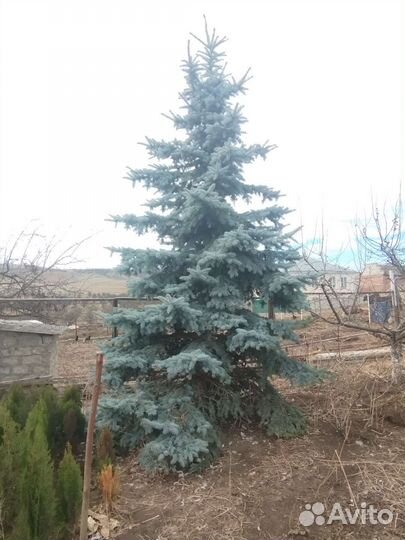 Туя Смарагд Колумна Ель голубая