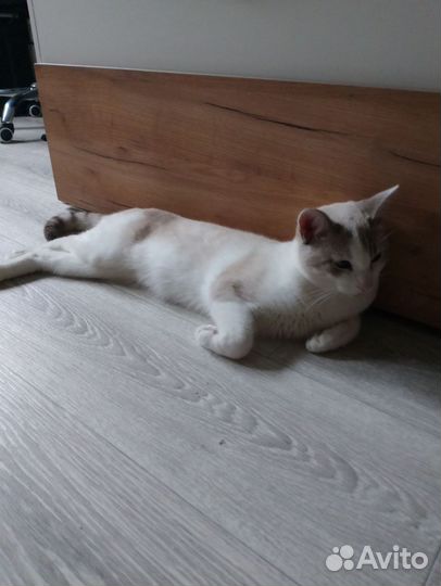 Отдам котика