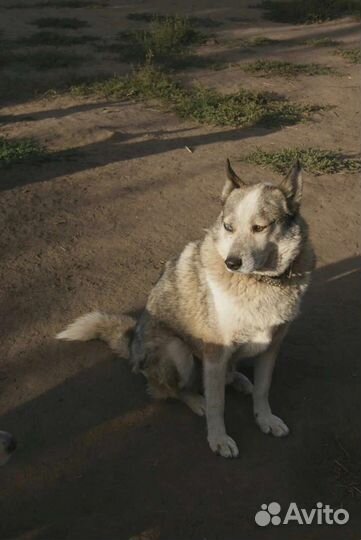 Хан ищет своих любящих хозяев