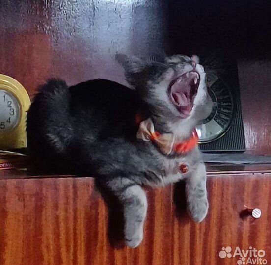 Ищем дом кошечке