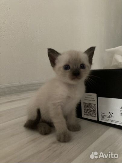 Тайские котята