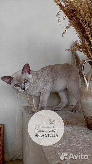 Бурманские котята