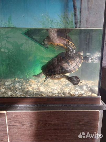 Красноухая черепаха с аквариумом