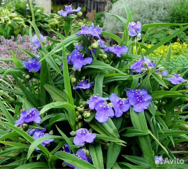 Многолетники