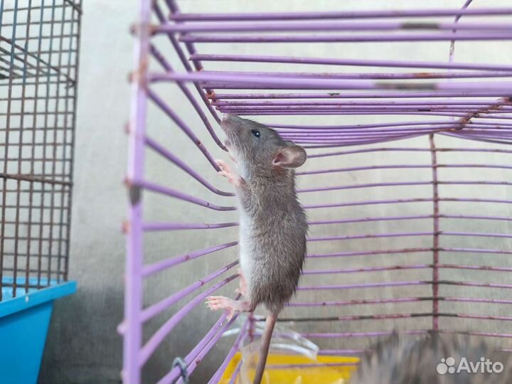 Крыса домашняя