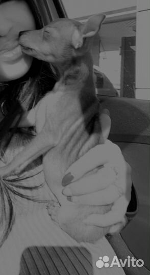 Мини той-терьер мальчик