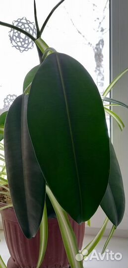 Комнатные растения взрослые