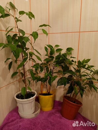 Фикусы бенджамина