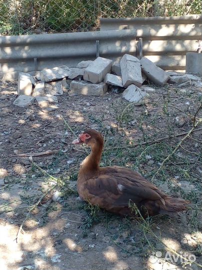 Мускусная утка